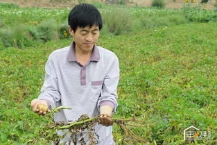 甲基托布津与多菌灵：一对病害克星还是化学混搭？