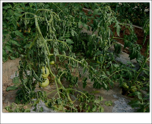 番茄周年用药方案