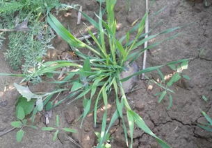 小麦田里的常见杂草与它们的区别