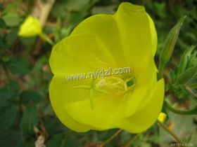 传统品种具备耐旱性的种类