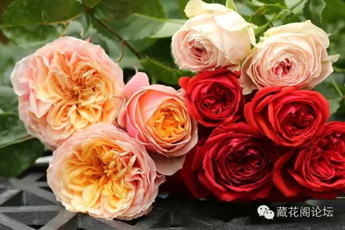 浪漫蕾蕾的种植季节