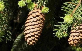 移植树木的注意事项