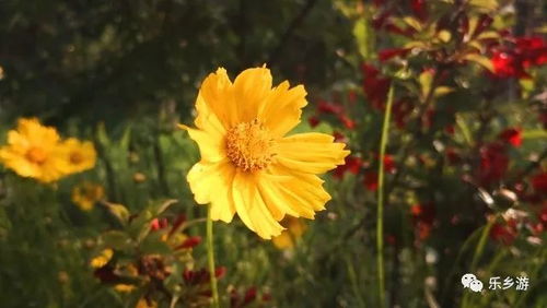 金鸡菊，寓意着阳光、希望与坚韧