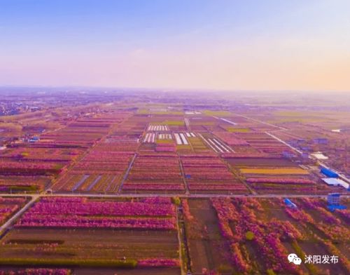 产业变革，沭阳花木产业助力乡村振兴