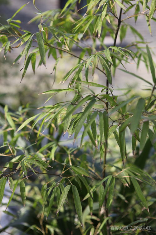 竹子和小树的天敌：草甘膦的威力揭秘