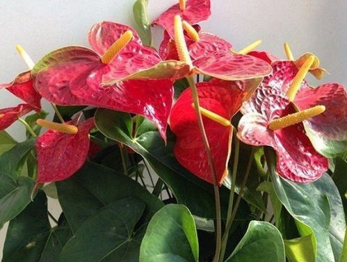 红掌花缺水了吗？