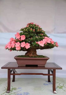 一、 光照时间不够