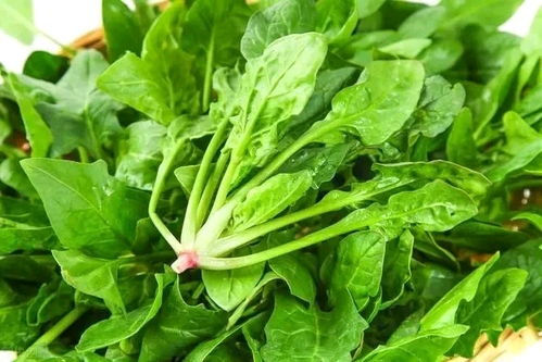 春季适合种植豆芽、菠菜等，夏季适合种植黄瓜、西红柿等