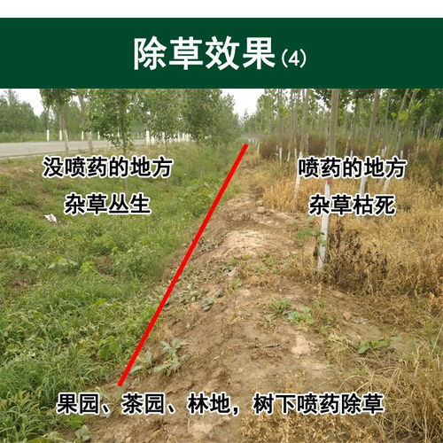 草胺磷除草剂在使用时应该如何正确配比和喷洒，以确保除草效果并避免对作物和环境造成伤害？