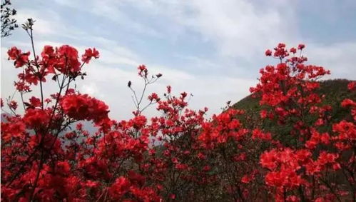 杜鹃花语：热情如火
