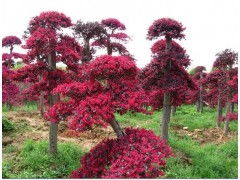 红花继木报价信息
