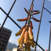 芦荟绽放盛夏花