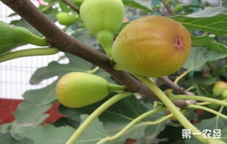 无花果落果原因分析：探究成因及防治措施