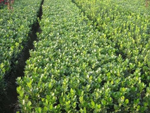 大叶黄杨的生态环境