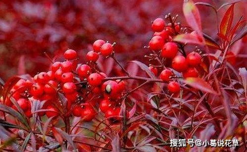 巴西紫牡丹喜温暖湿润气候，耐半阴