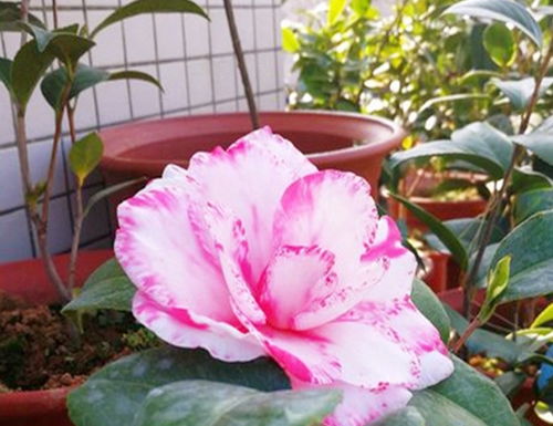 茶花有种子吗？如何种植才能开出美丽的花朵