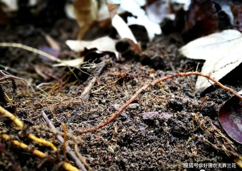 一、 松针土适合种什么花松针土