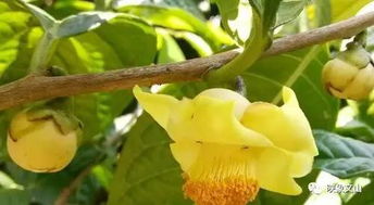 金花茶是裸子植物还是被子植物？从形态特征和生物学特点分析其分类依据是什么