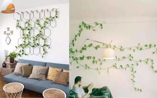 长藤花的魅力，你懂吗呃？