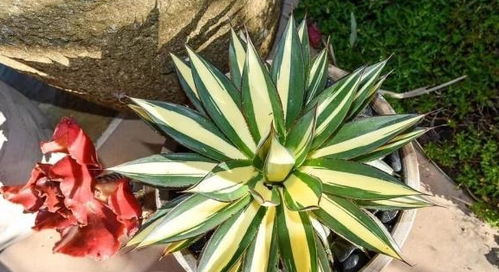 芦荟佛手繁殖方法有哪些？扦插繁殖成活率如何