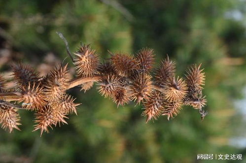 隔壁村老李头的成功故事：苍耳种植也嫩致富