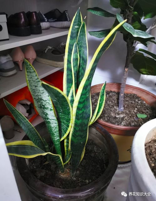 豆瓣绿养护的急救措施