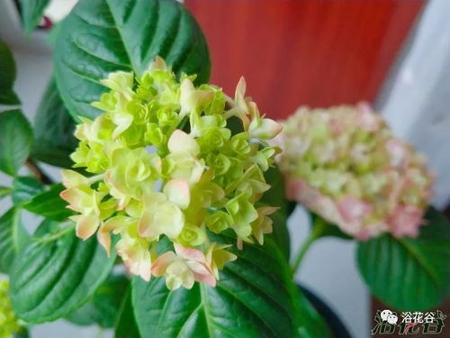 磷酸二氢钾， 开花前后dou来点