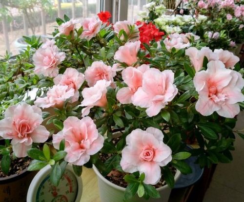 望闻问切， 挑选健康植物