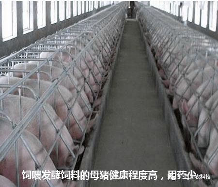 养殖户自己制作发酵饲料，流程复杂吗？需要哪些设备和步骤？