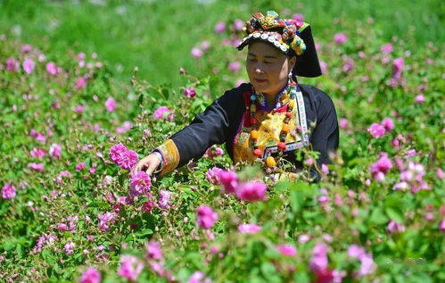 高原之花， 多样绽放