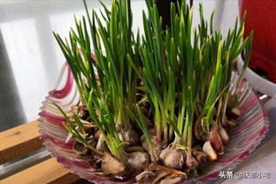 大蒜如何快速种植发芽盆栽？