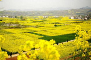 西安十月，花开时节