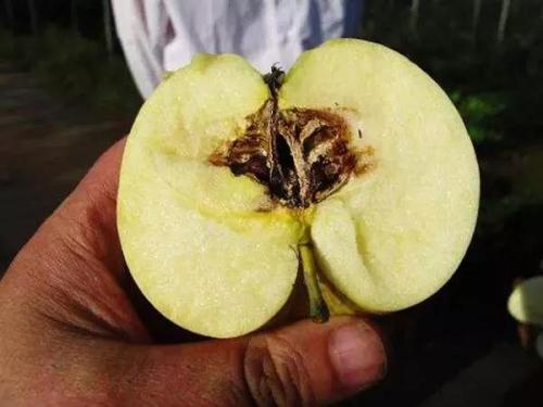 苹果霉心病切开后的样子是什么样子的？