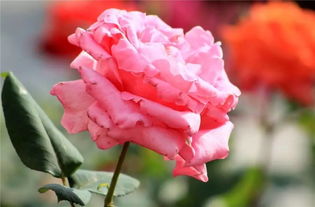 鸟鸣声中，花苞慢慢长大