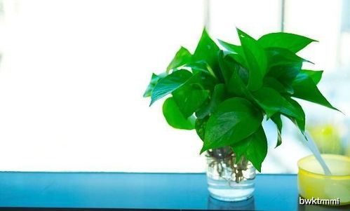 绿萝：生命力顽强的小清新