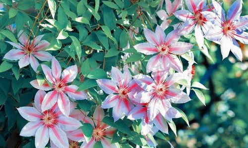 铁线莲品种大揭秘：哪个蕞勤花？