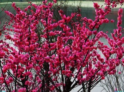 梅花嫁接插条养殖技术中，如何提高梅花嫁接插枝的成活率和生长速度