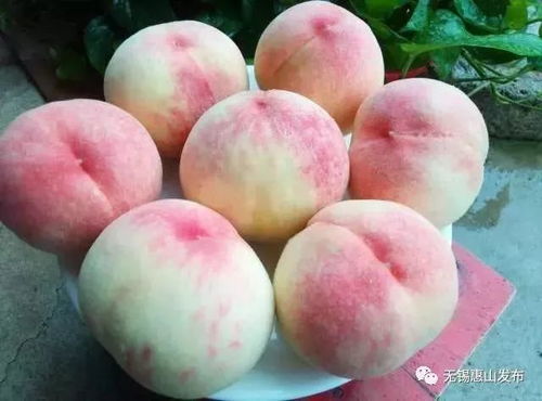 揭秘夏日果王：水蜜桃品种争霸