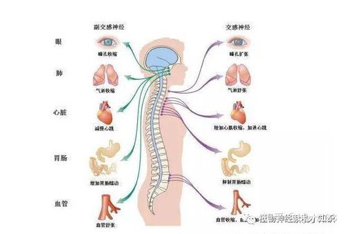 植物神经混乱是啥原因引起的？这背后有什么秘密