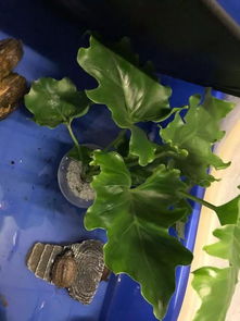 去年那个花友的故事