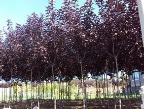 紫叶稠李， 那片独特的紫色