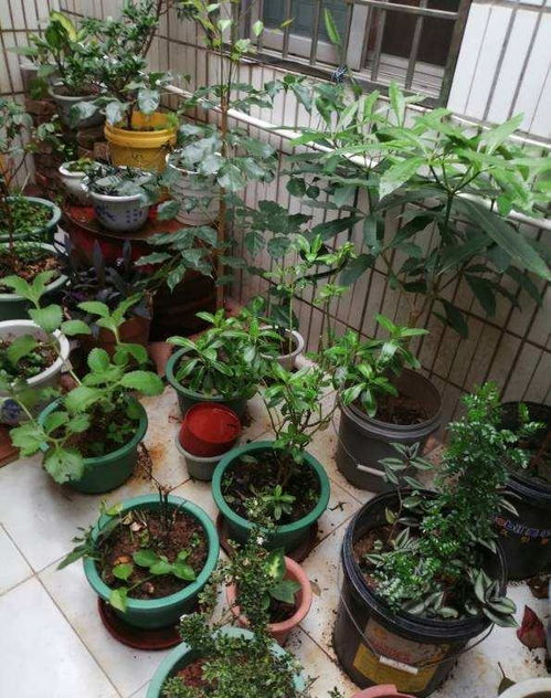 花木冻伤怎么办？如何有效救治