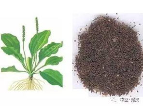 车前子种植成本分析