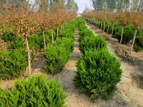 互通绿化选苗有讲究