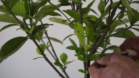 性价比高的选择：蔷薇与狗蔷薇