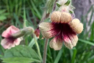 什么是白粉病？