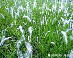 白茅根，清热利尿