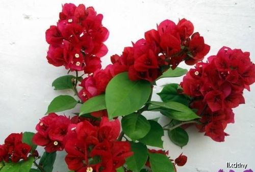 南方地区五月花开时