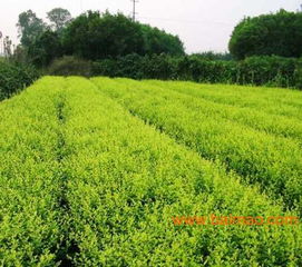 湖南长沙有哪些知名苗木基地？