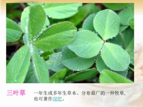 三叶草叶子发黄与变红：畜牧养殖中常见问题及应对策略
